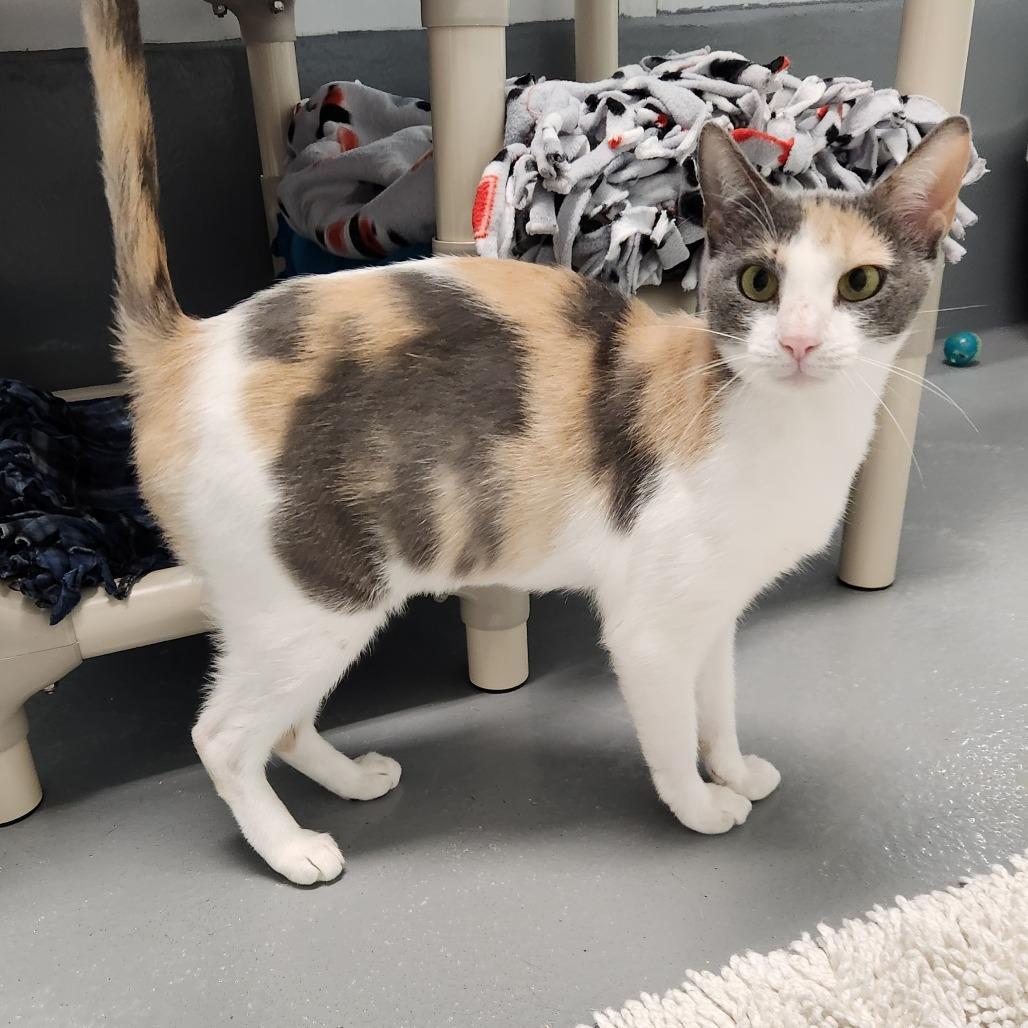 Enlarge Apple, a Adoptable Domestic Short Hair in Naples, FL image 3/4