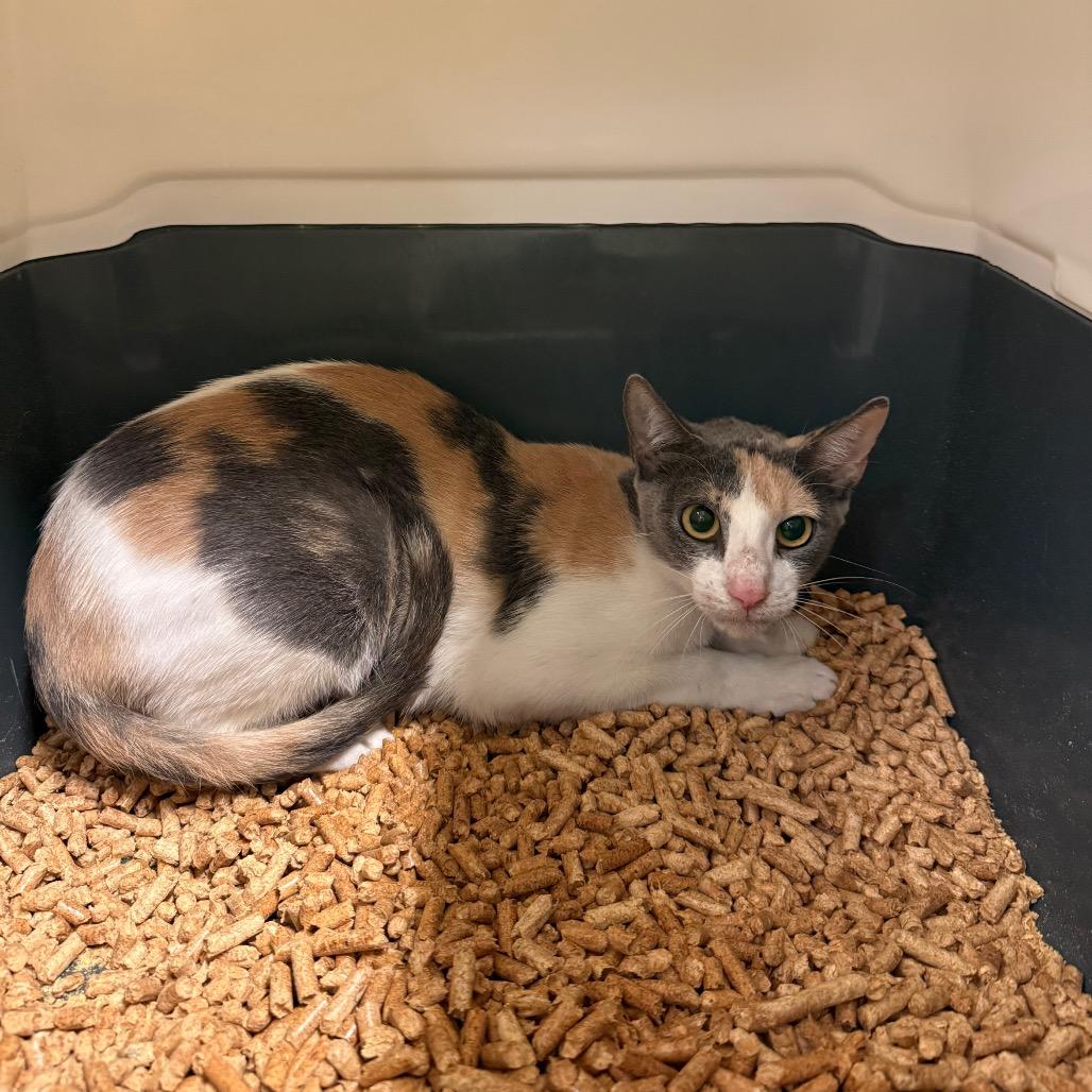 Enlarge Apple, a Adoptable Domestic Short Hair in Naples, FL image 4/4
