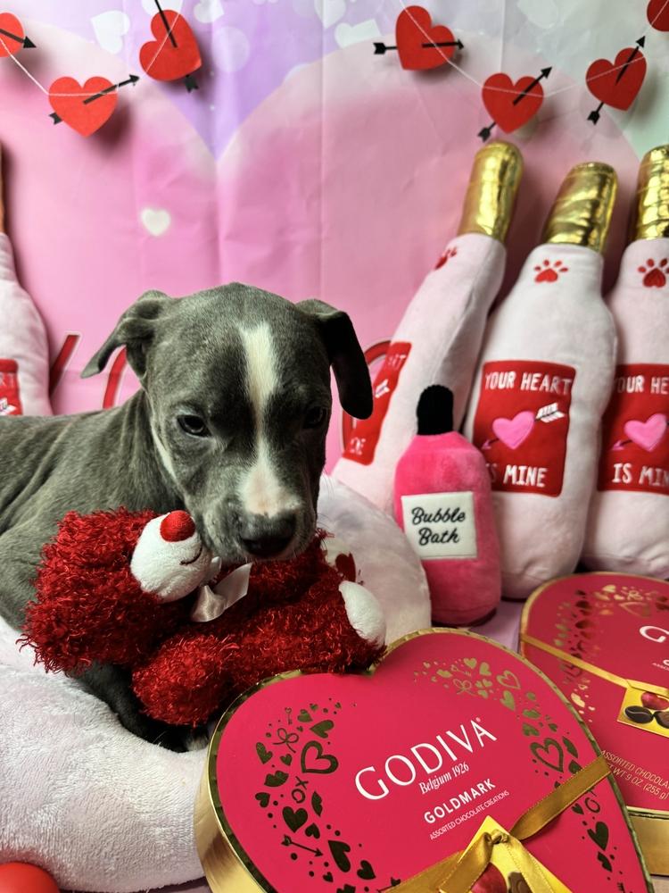 Bubblie, Adoptable, Puppy Female Mixed Breed.