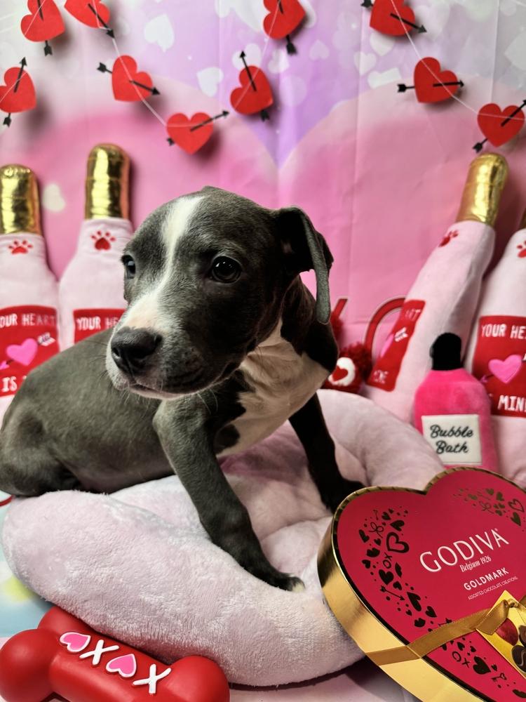 Enlarge Bubblie, a Adoptable mixed breed in Grand Rapids, MI image 3/6