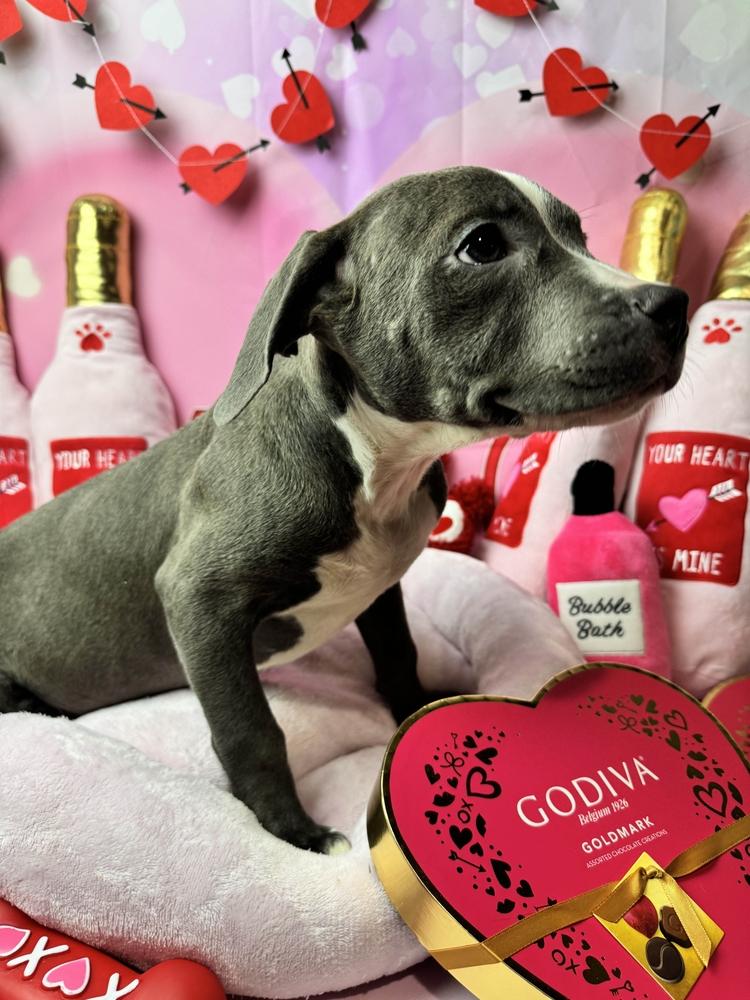 Enlarge Bubblie, a Adoptable mixed breed in Grand Rapids, MI image 4/6