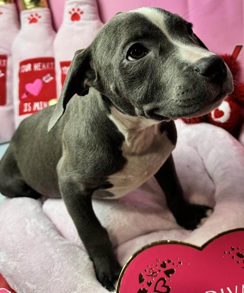 Enlarge Bubblie, a Adoptable mixed breed in Grand Rapids, MI image 5/6