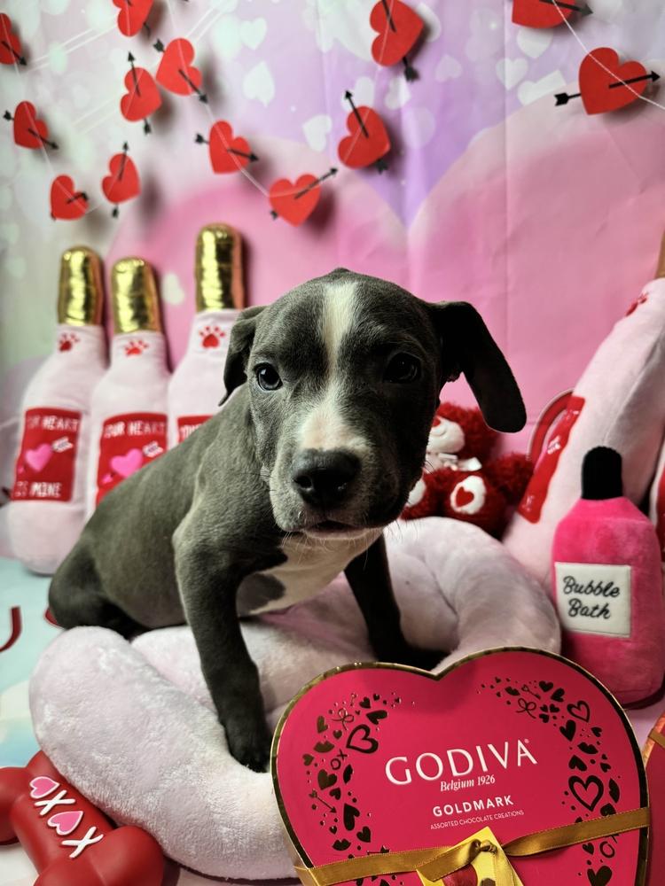 Enlarge Bubblie, a Adoptable mixed breed in Grand Rapids, MI image 6/6