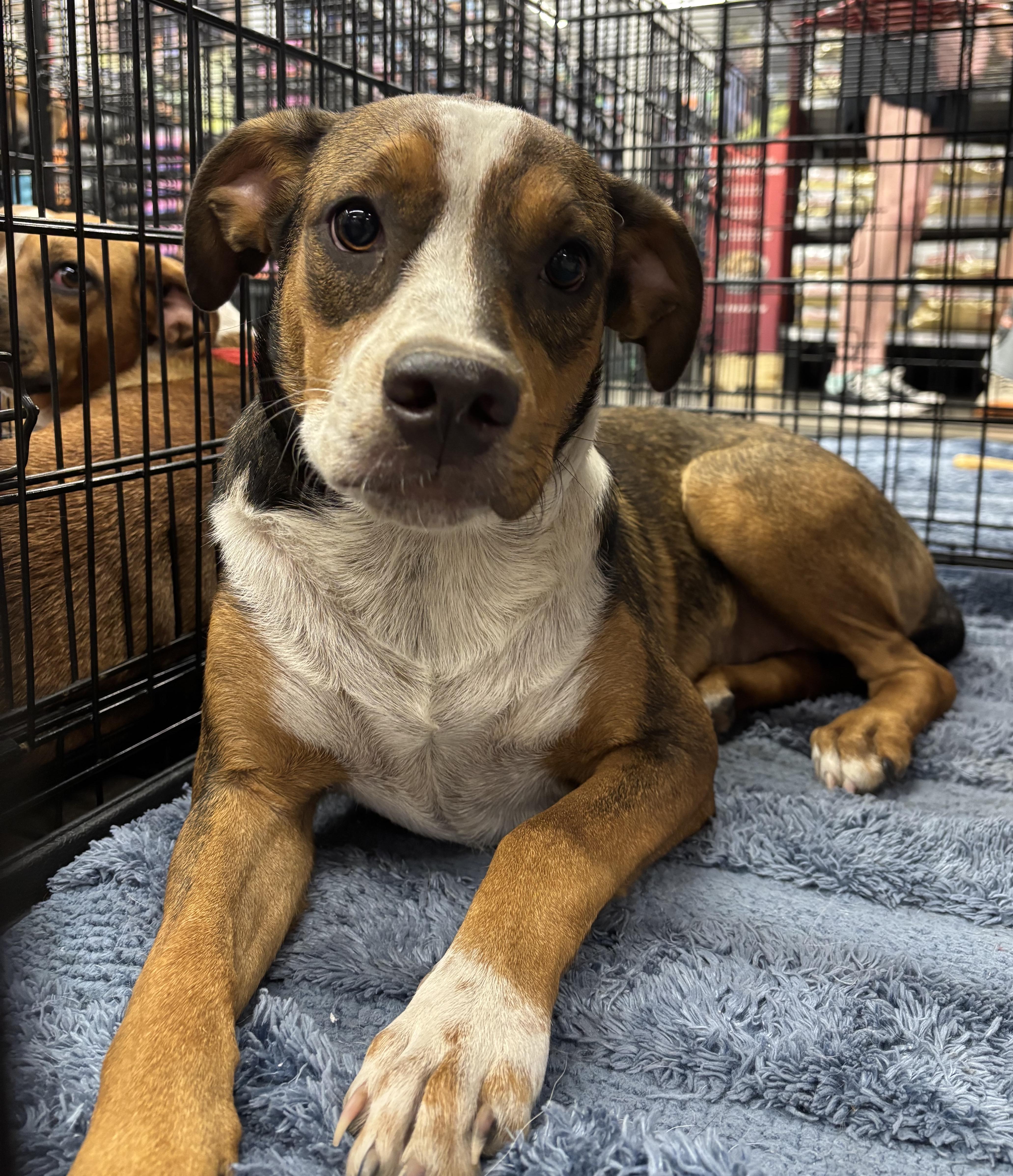 Enlarge Sage, a Adoptable mixed breed in Bryan, TX image 2/3