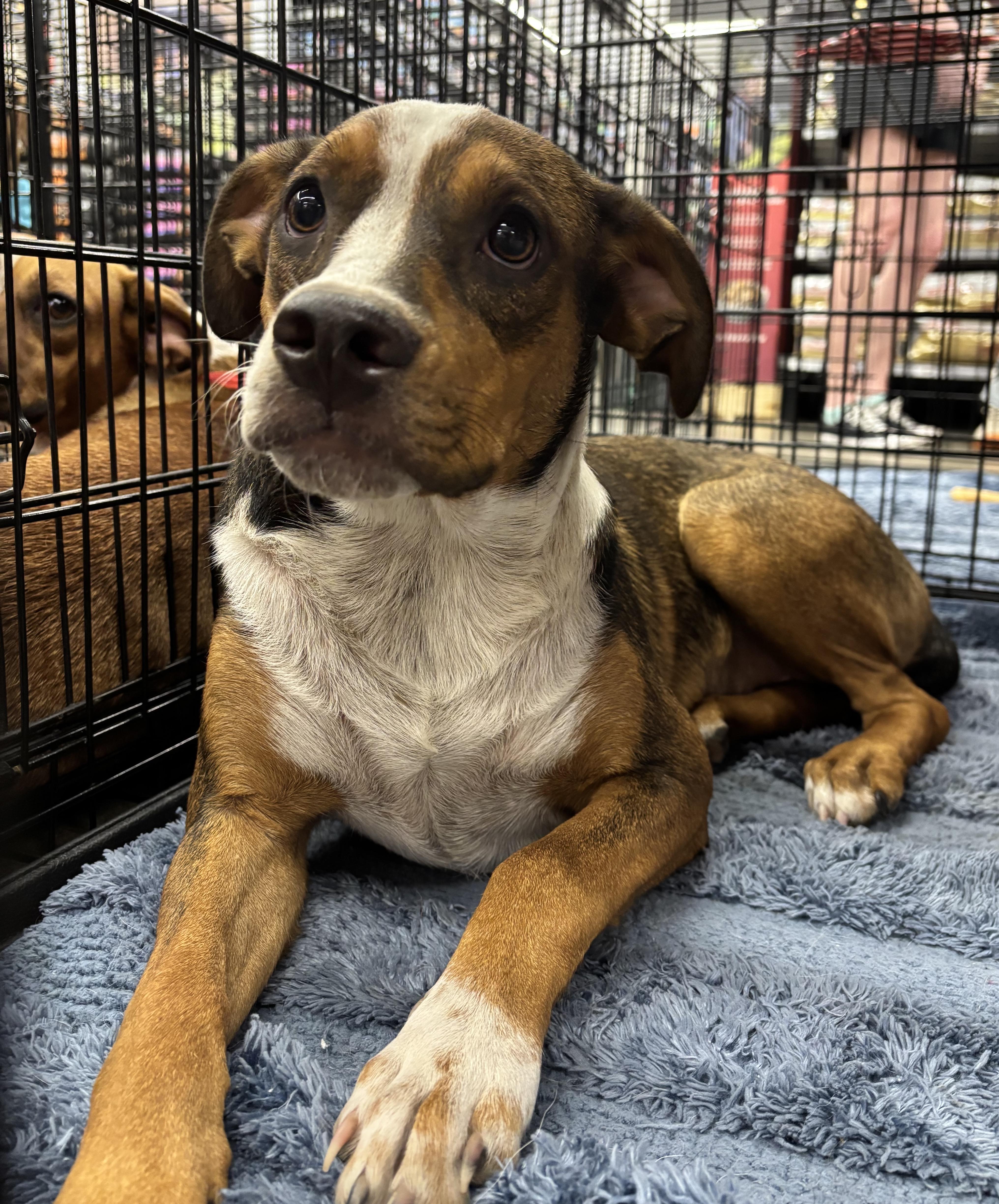 Enlarge Sage, a Adoptable mixed breed in Bryan, TX image 3/3