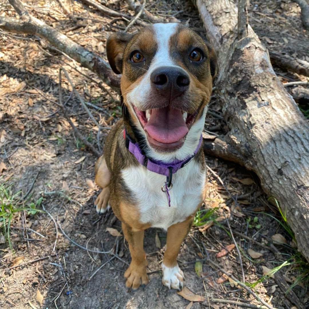 Enlarge Sage, a Adoptable mixed breed in Bryan, TX image 1/3