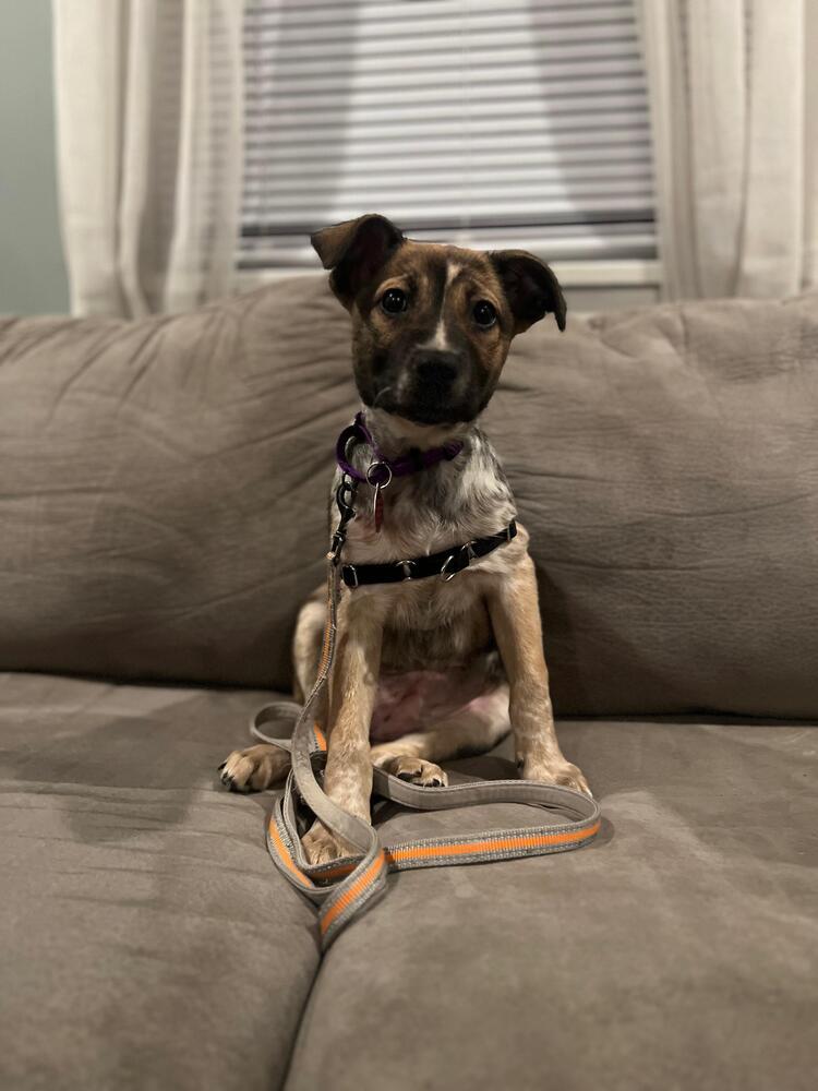 Enlarge Natalie (AVAILABLE 4/7), a Adoptable mixed breed in Leverett, MA image 6/6