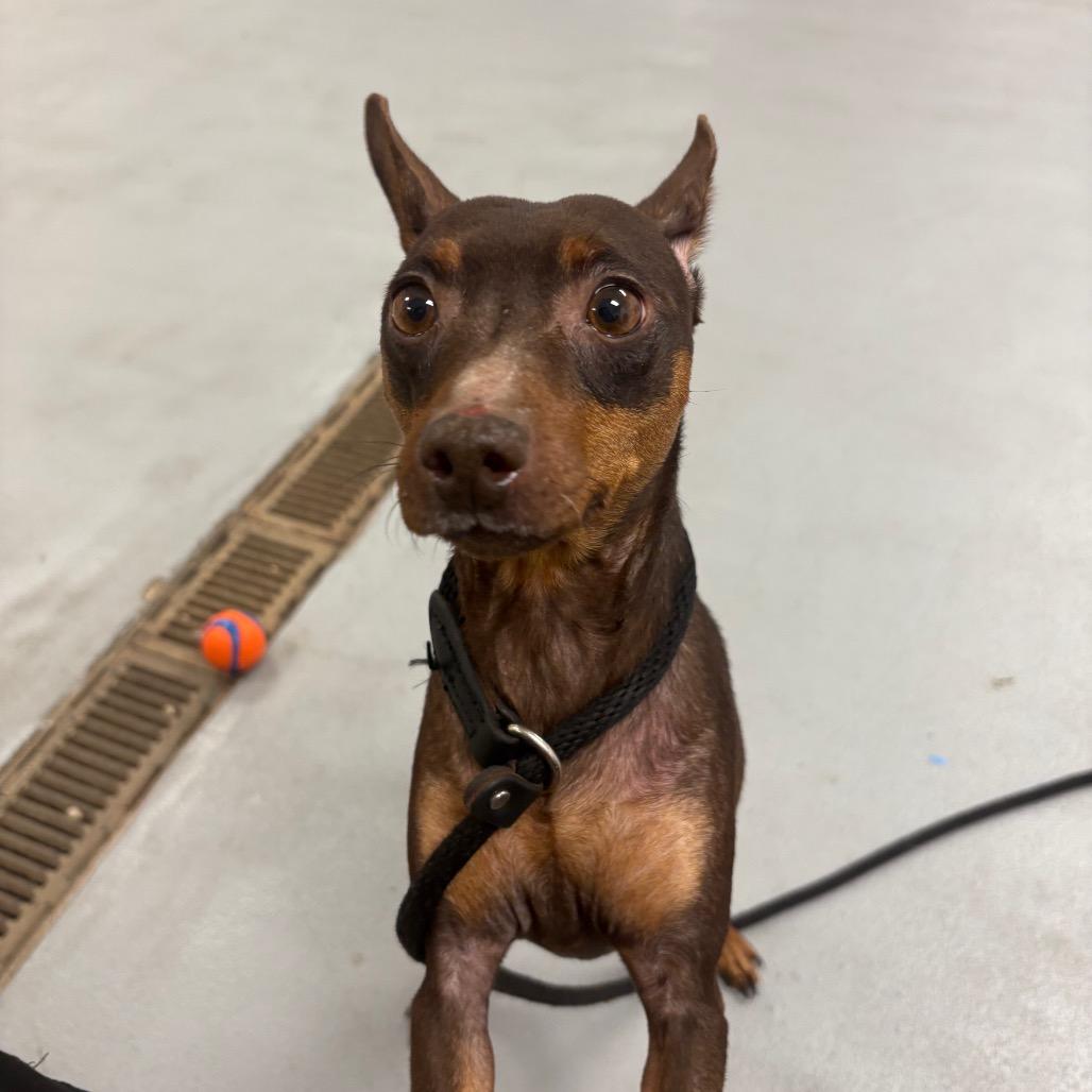 Enlarge Reese, a Adoptable Miniature Pinscher in West Chester, PA image 1/6