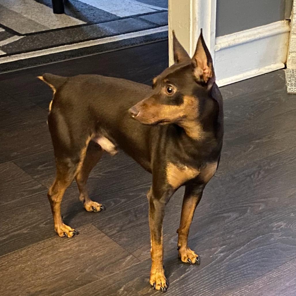 Enlarge Reese, a Adoptable Miniature Pinscher in West Chester, PA image 4/6