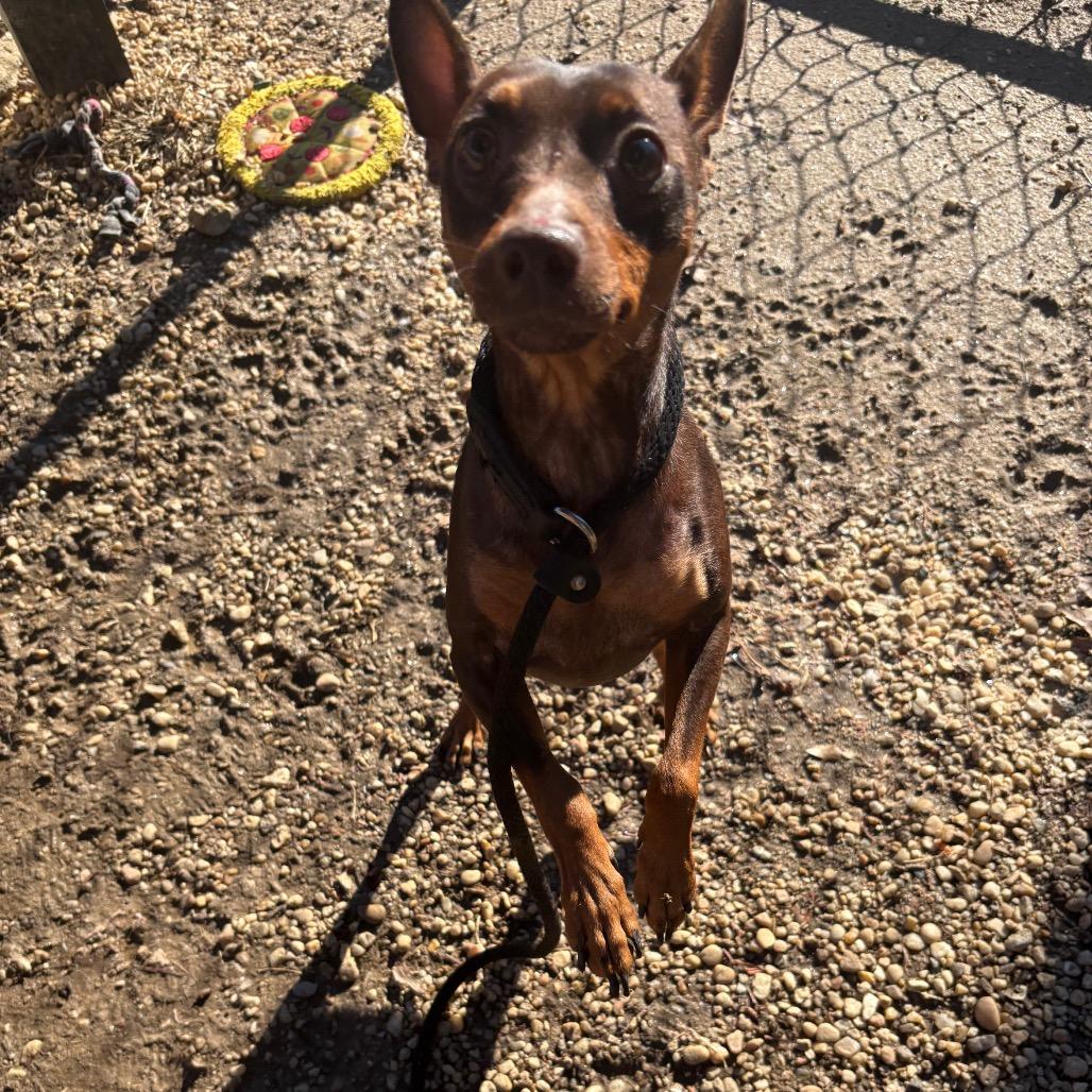 Enlarge Reese, a Adoptable Miniature Pinscher in West Chester, PA image 5/6