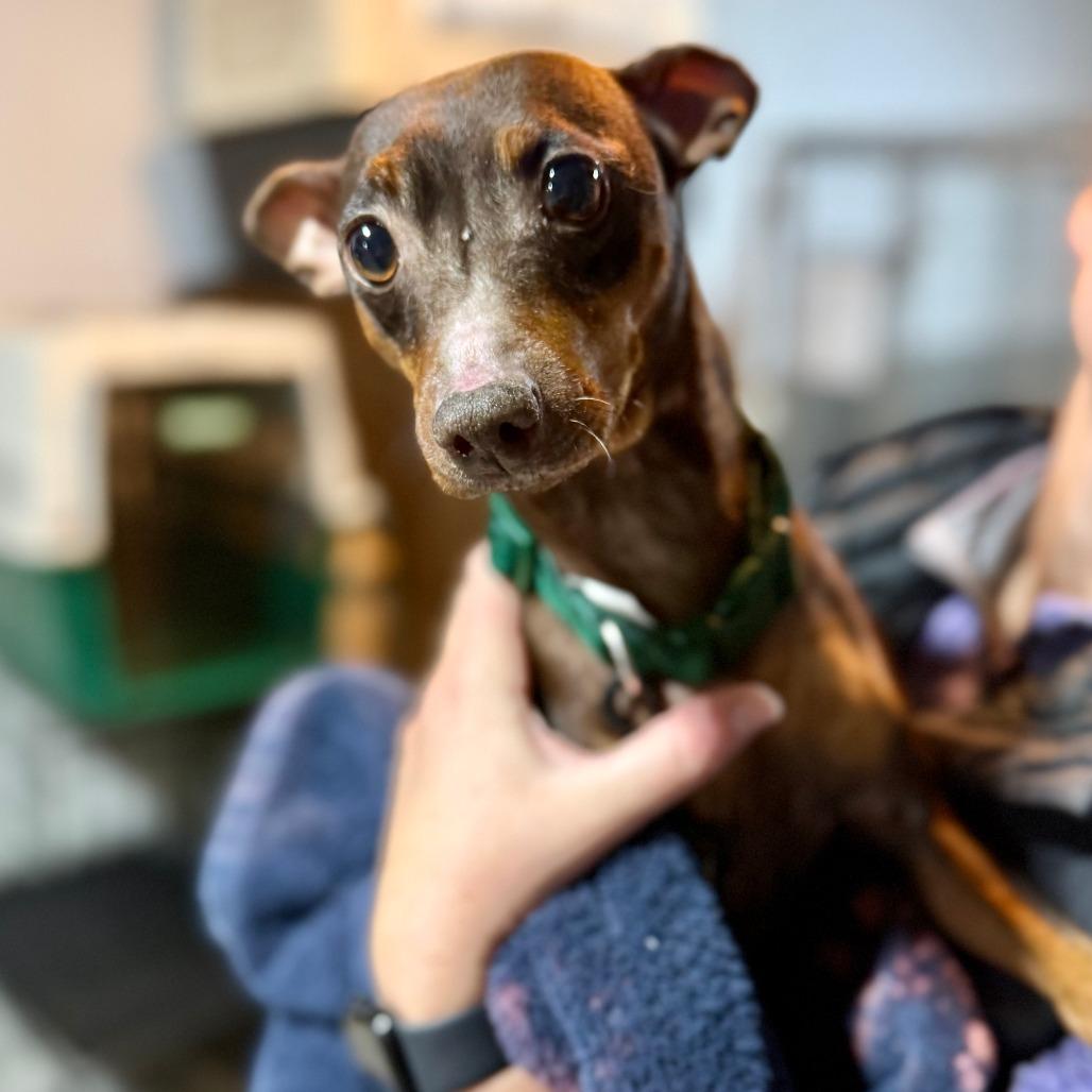 Enlarge Reese, a Adoptable Miniature Pinscher in West Chester, PA image 4/6