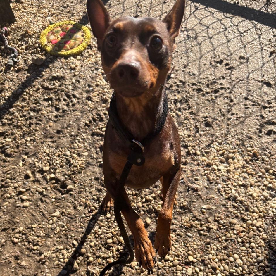 Enlarge Reese, a Adoptable Miniature Pinscher in West Chester, PA image 5/6
