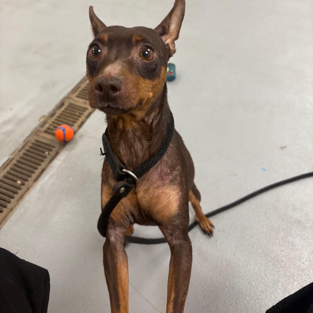 Enlarge Reese, a Adoptable Miniature Pinscher in West Chester, PA image 6/6
