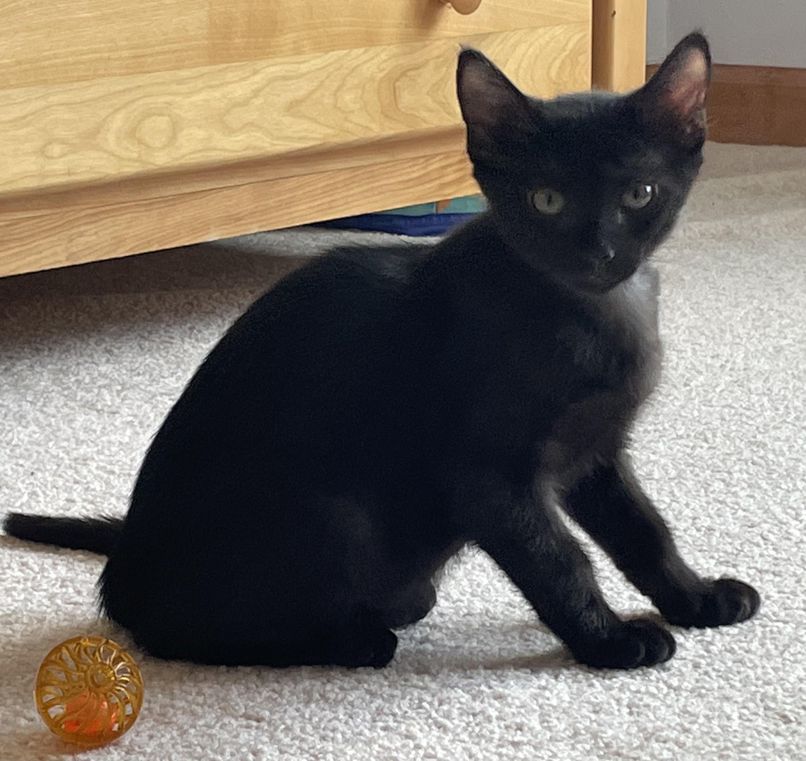 Enlarge Black Beauty, a Adoptable mixed breed in Germansville, PA image 2/3