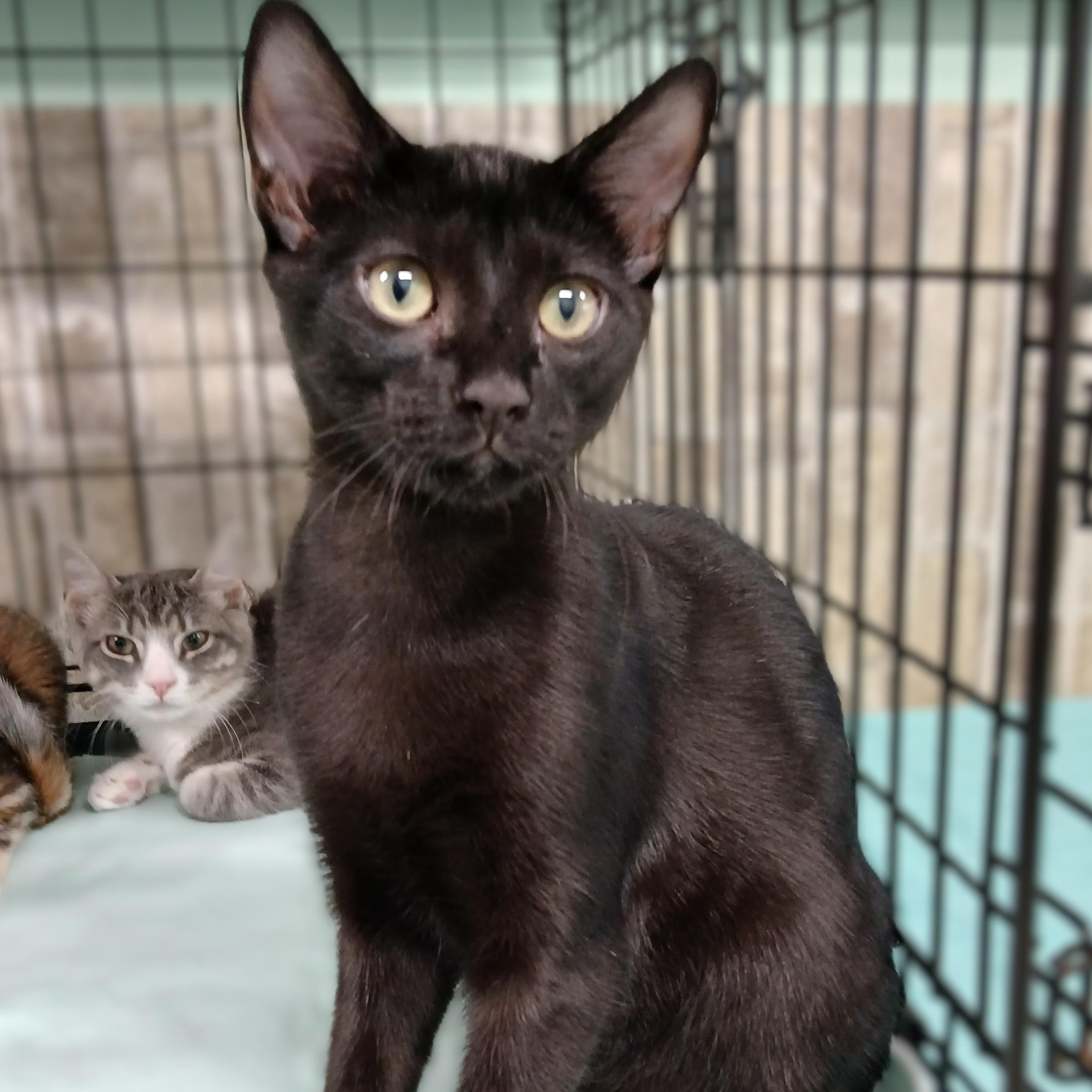 Enlarge Black Beauty, a Adoptable mixed breed in Germansville, PA image 1/3