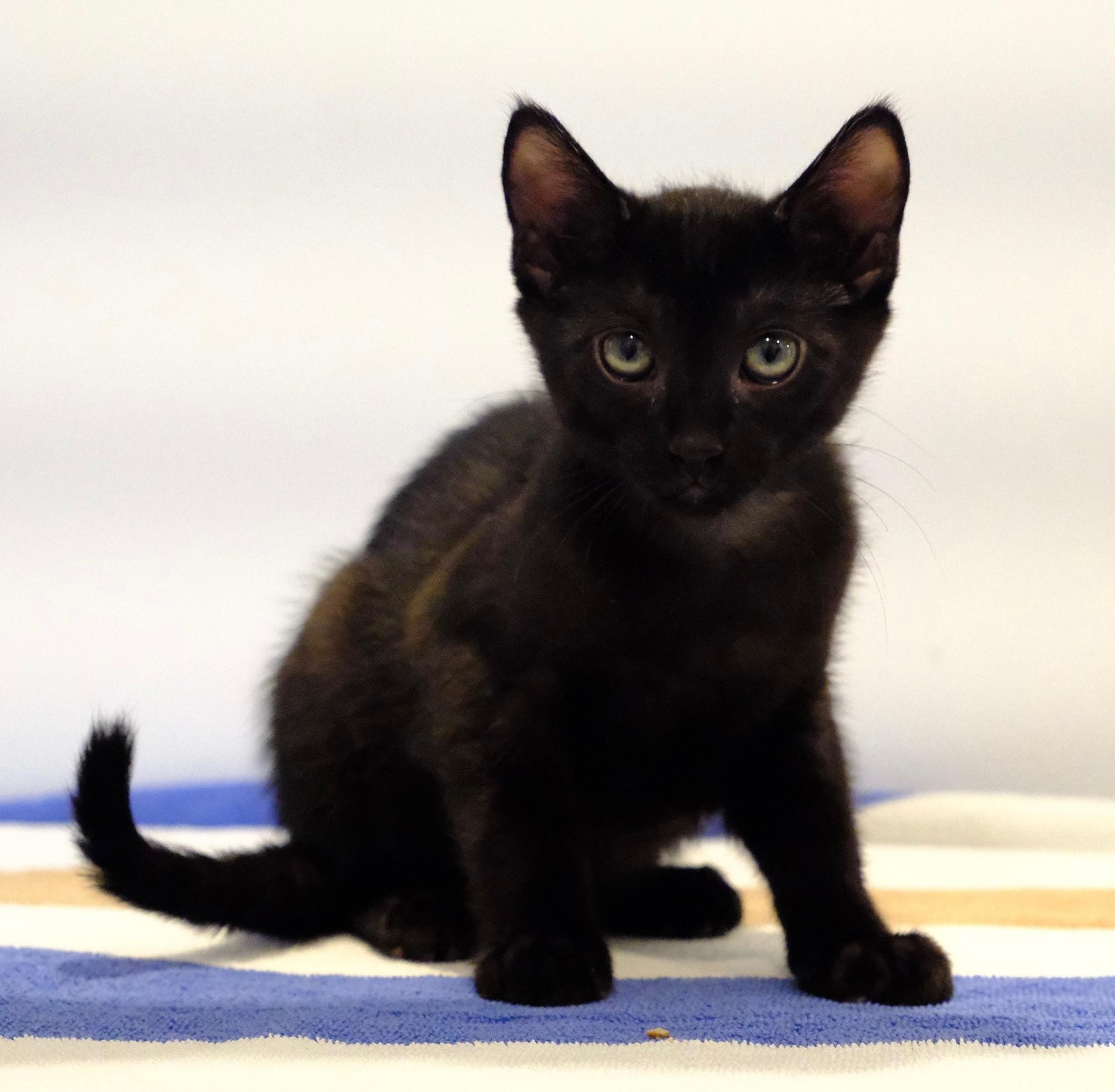 Enlarge Black Beauty, a Adoptable mixed breed in Germansville, PA image 3/3