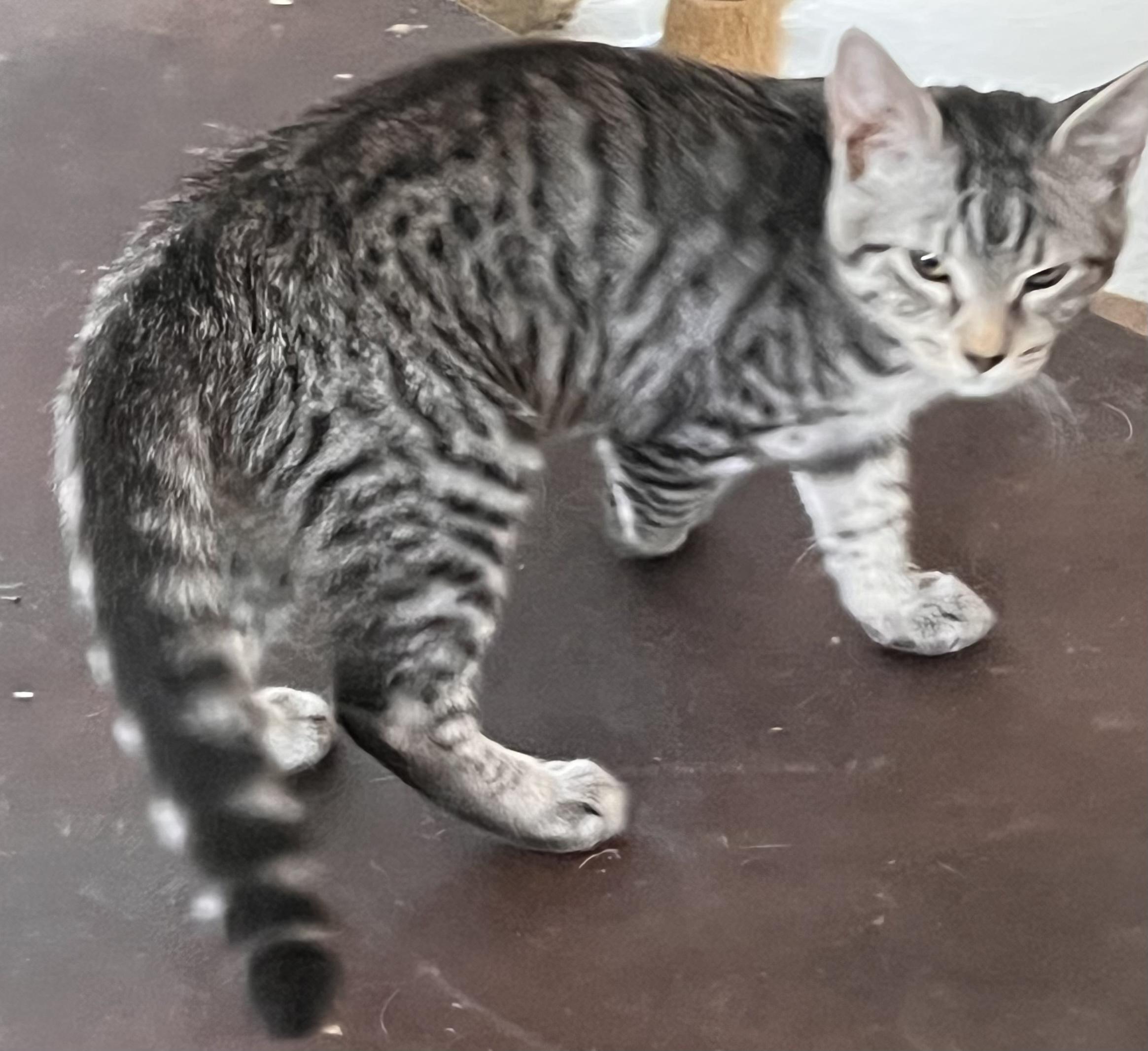 Enlarge Sterling, a Adoptable mixed breed in Moreno Valley, CA image 5/6