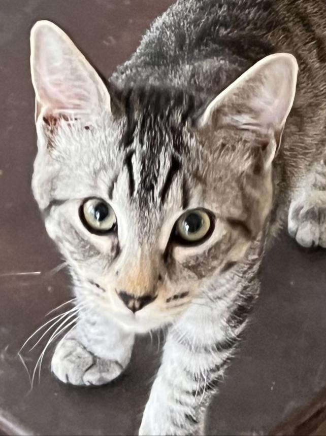 Sterling, Adoptable, Kitten Female American Shorthair & Domestic Short Hair.
