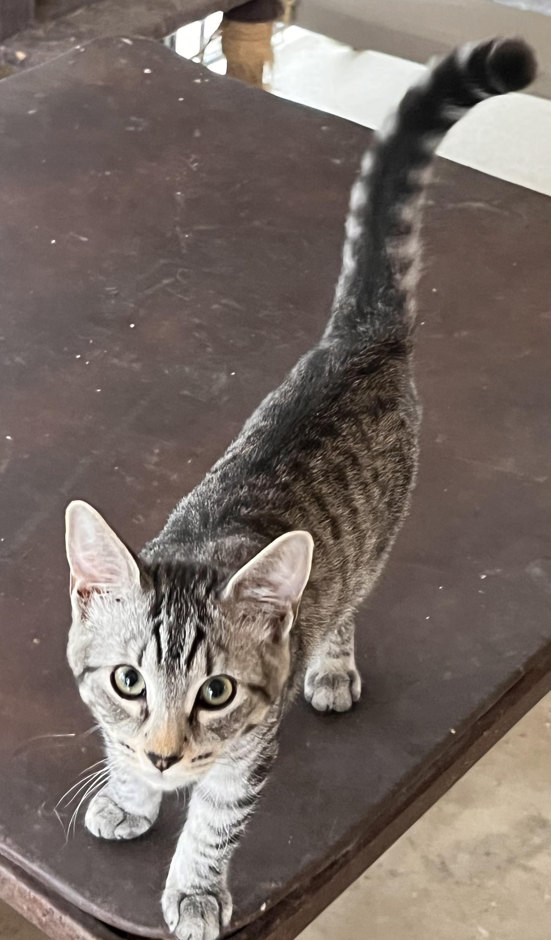 Enlarge Sterling, a Adoptable mixed breed in Moreno Valley, CA image 2/6