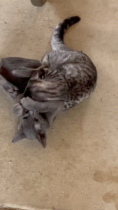 Enlarge Sterling, a Adoptable mixed breed in Moreno Valley, CA video 3/6