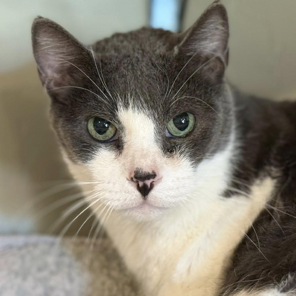 Enlarge Spunk, a Adoptable Domestic Short Hair in Tucson, AZ image 1/4