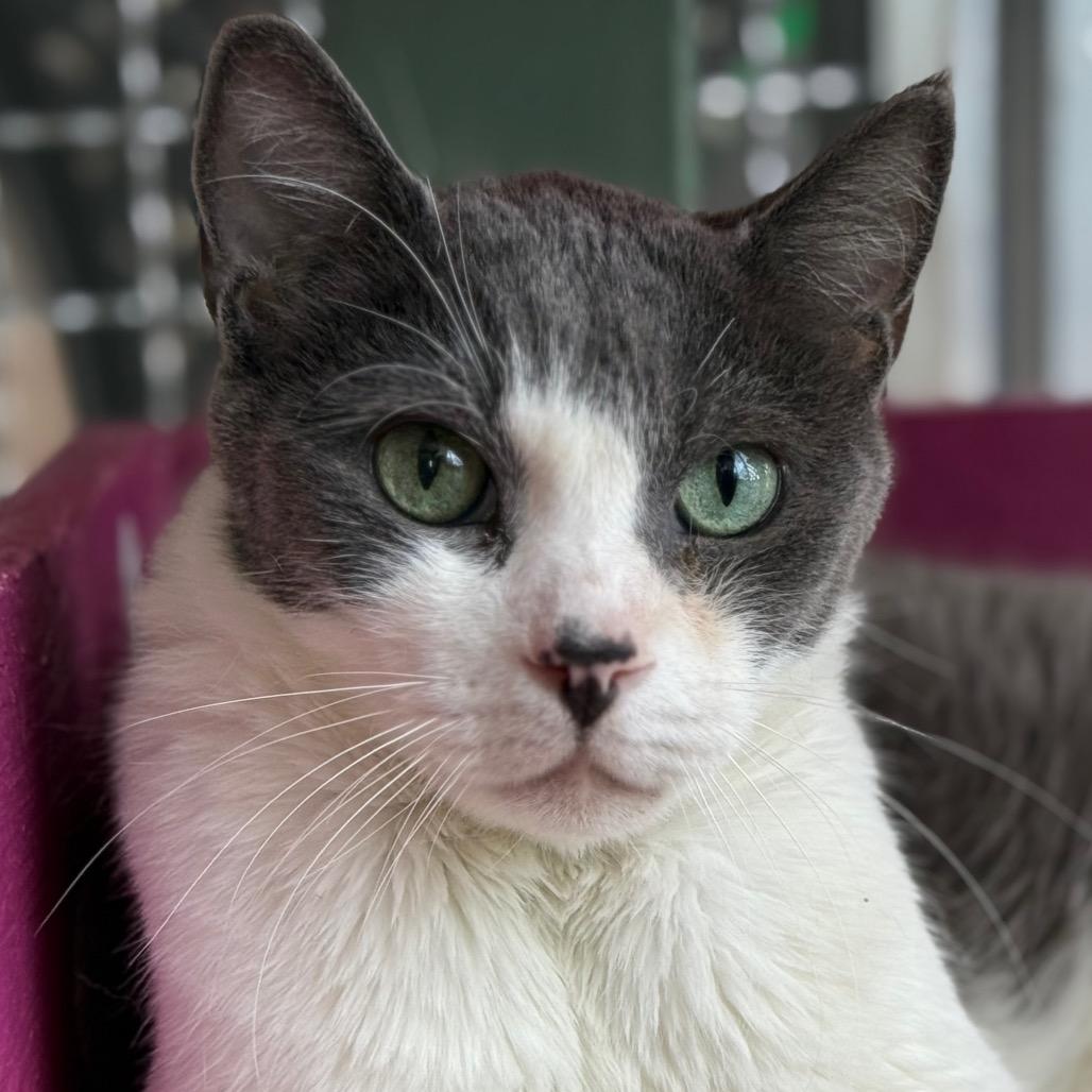 Enlarge Spunk, a Adoptable Domestic Short Hair in Tucson, AZ image 2/4