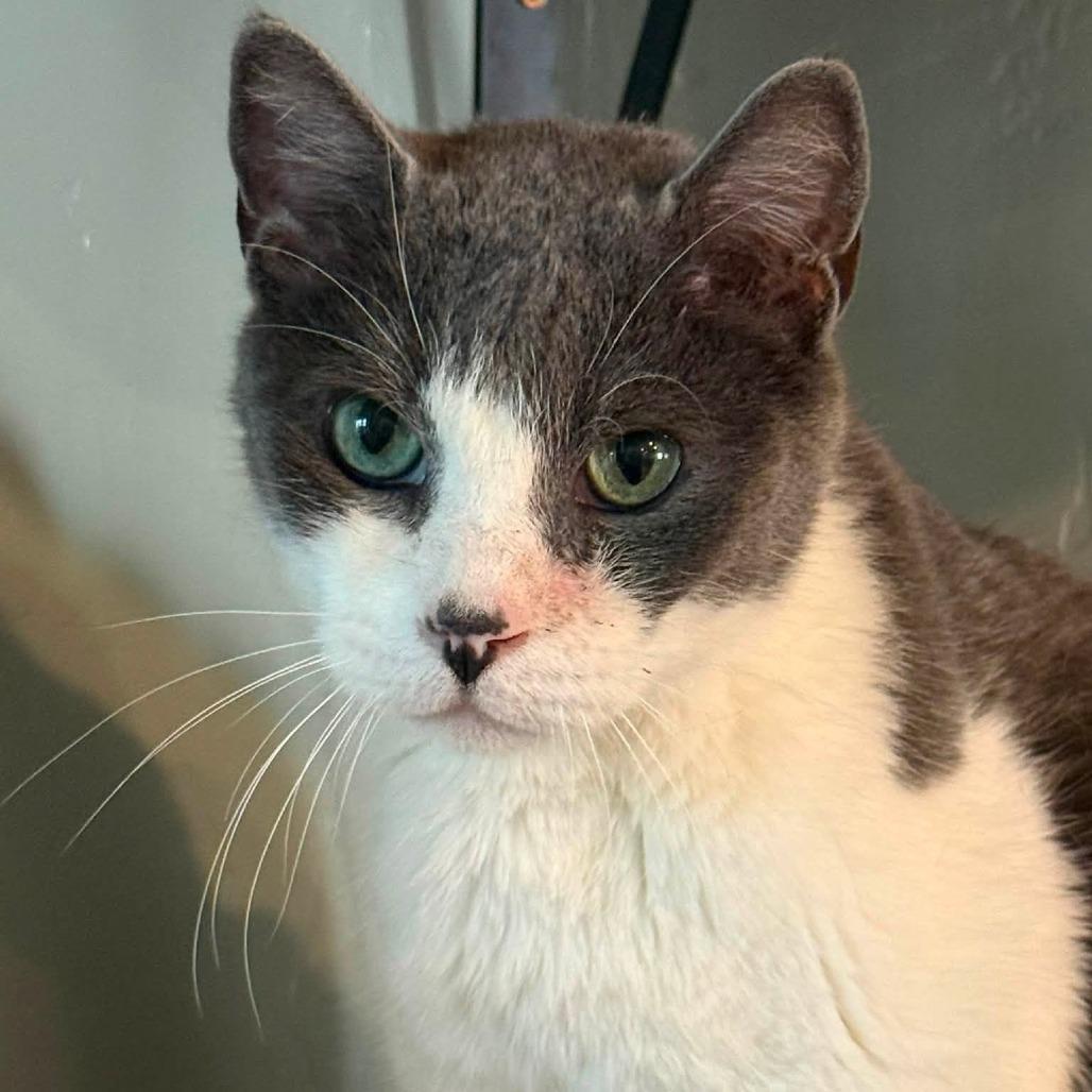 Enlarge Spunk, a Adoptable Domestic Short Hair in Tucson, AZ image 3/6