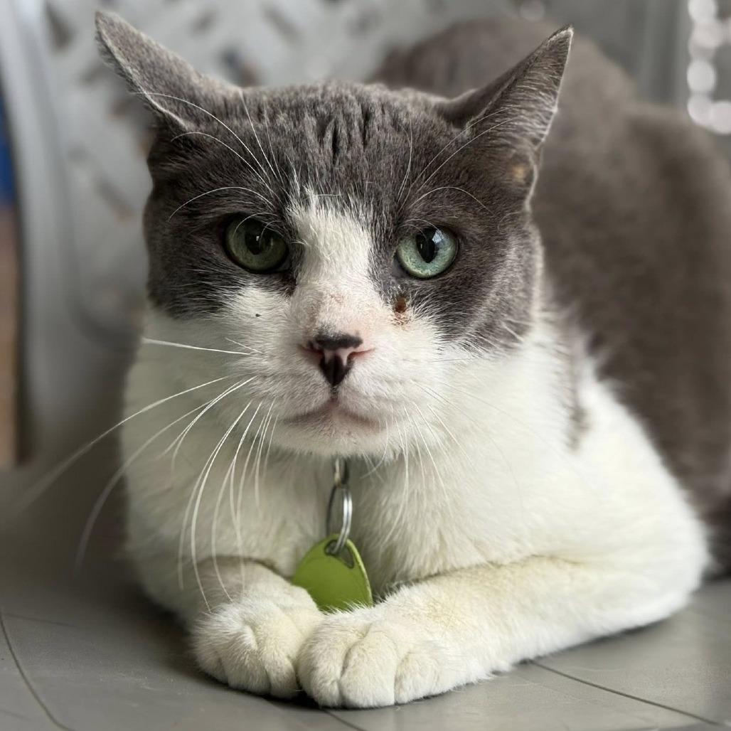 Enlarge Spunk, a Adoptable Domestic Short Hair in Tucson, AZ image 3/4
