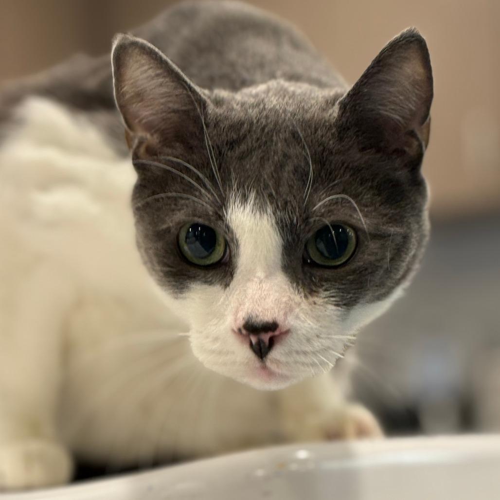 Enlarge Spunk, a Adoptable Domestic Short Hair in Tucson, AZ image 4/4