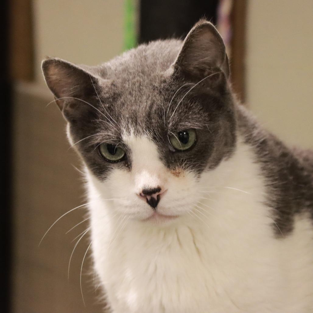 Enlarge Spunk, a Adoptable Domestic Short Hair in Tucson, AZ image 5/5