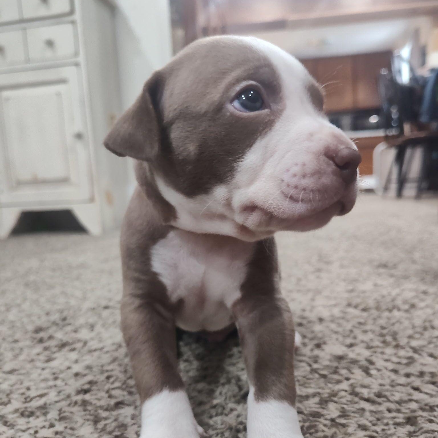Enlarge Bali (vacation island litter), a Adoptable mixed breed in Midland, MI image 1/5