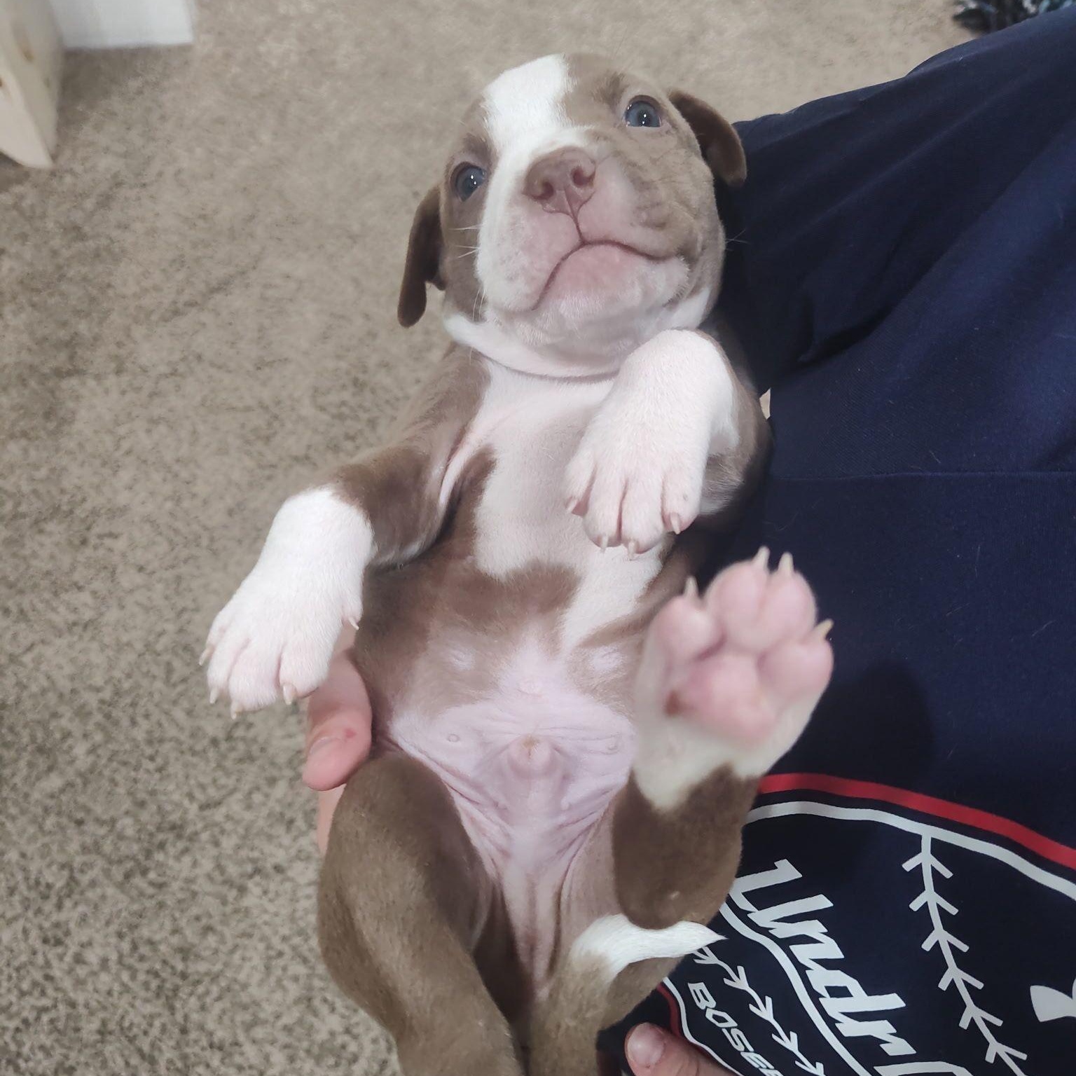 Enlarge Bali (vacation island litter), a Adoptable mixed breed in Midland, MI image 3/5