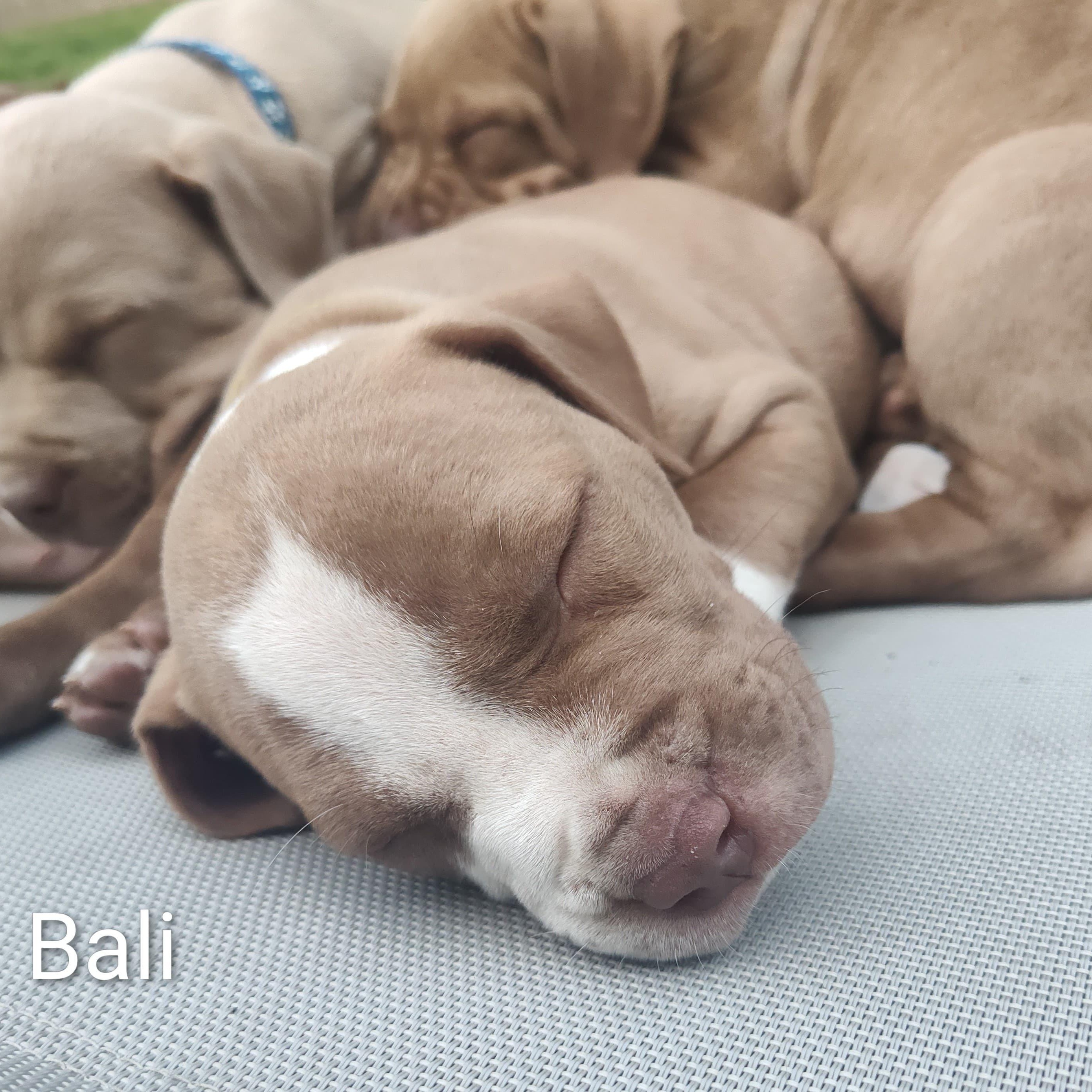 Enlarge Bali (vacation island litter), a Adoptable mixed breed in Midland, MI image 2/5