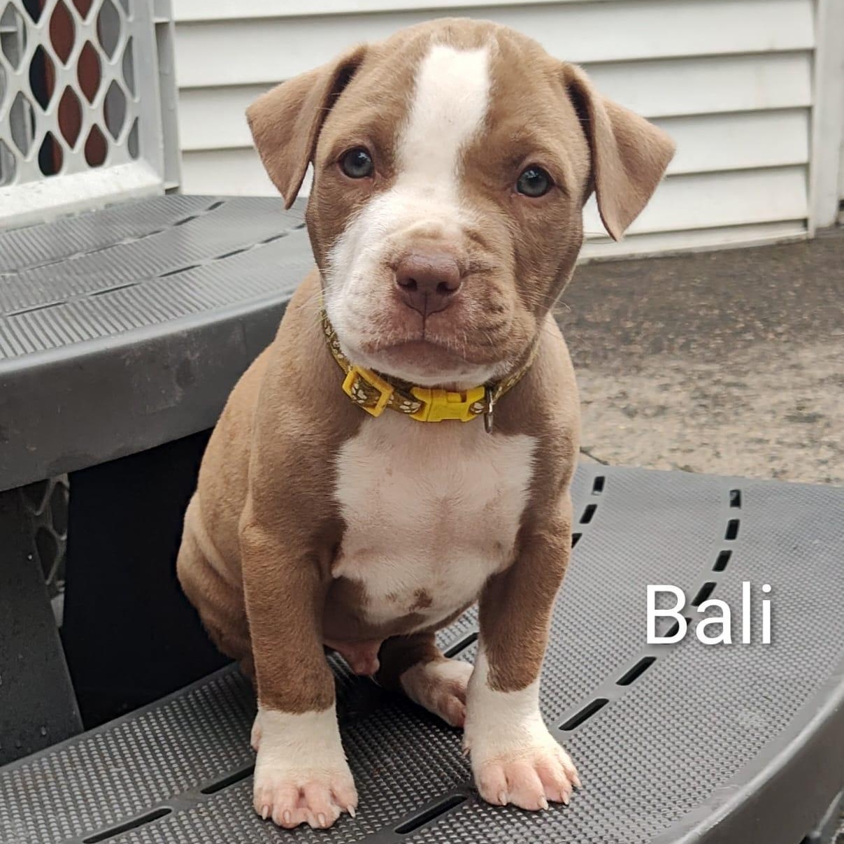 Enlarge Bali (vacation island litter), a Adoptable mixed breed in Midland, MI image 4/5