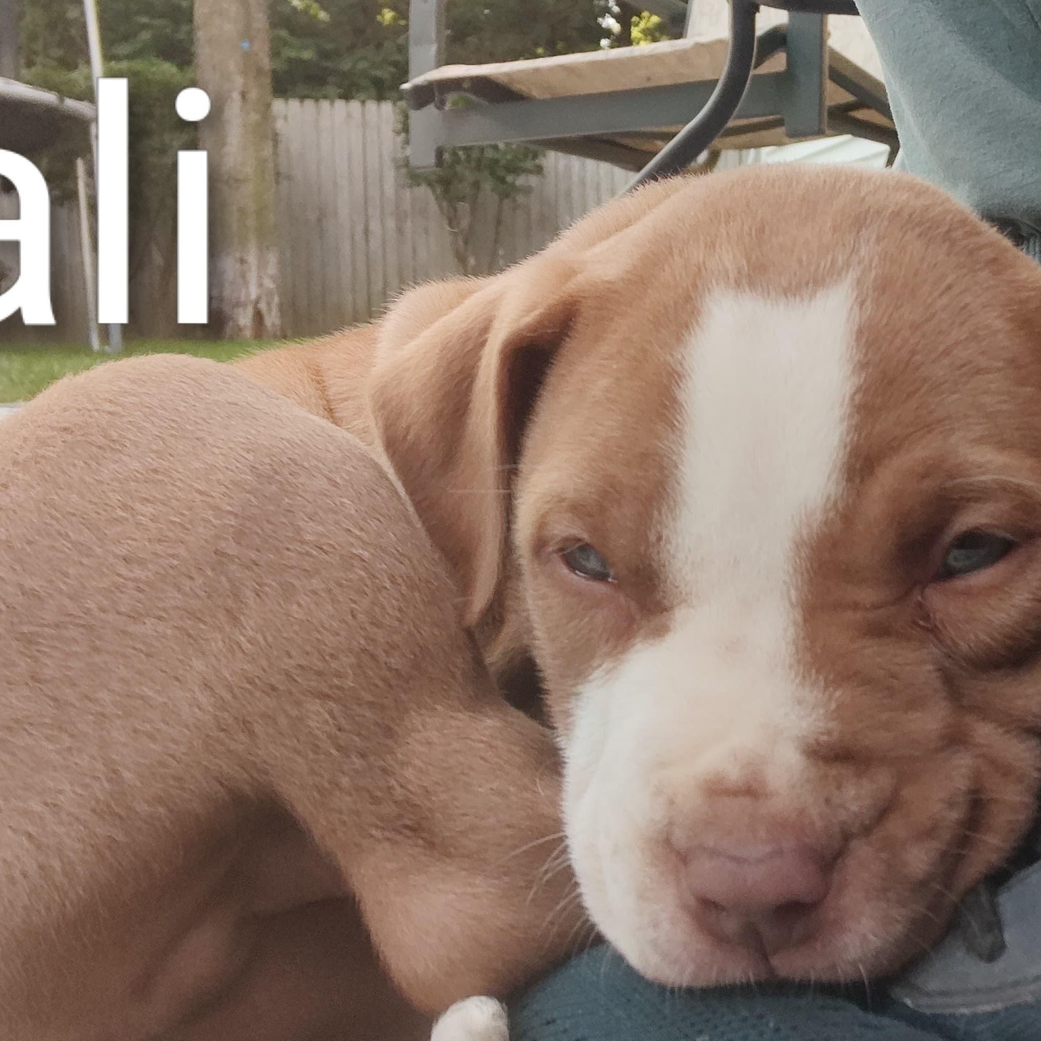 Enlarge Bali (vacation island litter), a Adoptable mixed breed in Midland, MI image 5/5