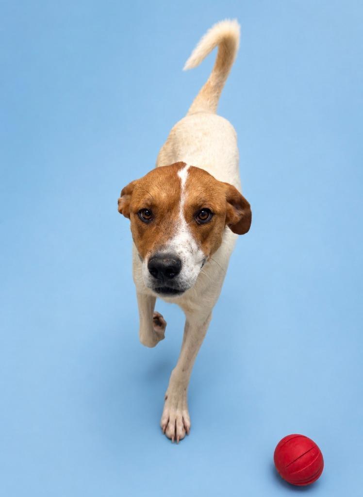 Enlarge Tatiana, a Adoptable mixed breed in Rock Springs, WY image 1/1