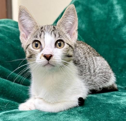 Mindy, ADOPTABLE, Young Female Domestic Short Hair.