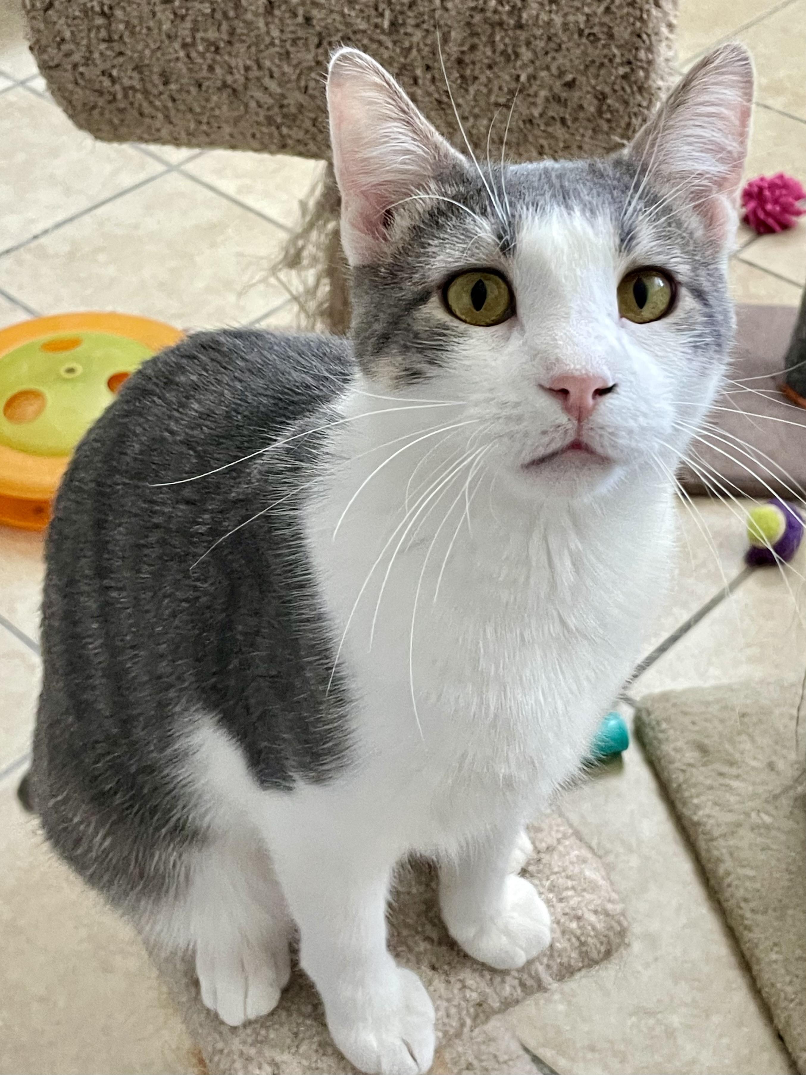 Enlarge Tippy, a Adopted mixed breed in Lacon, IL image 1/2