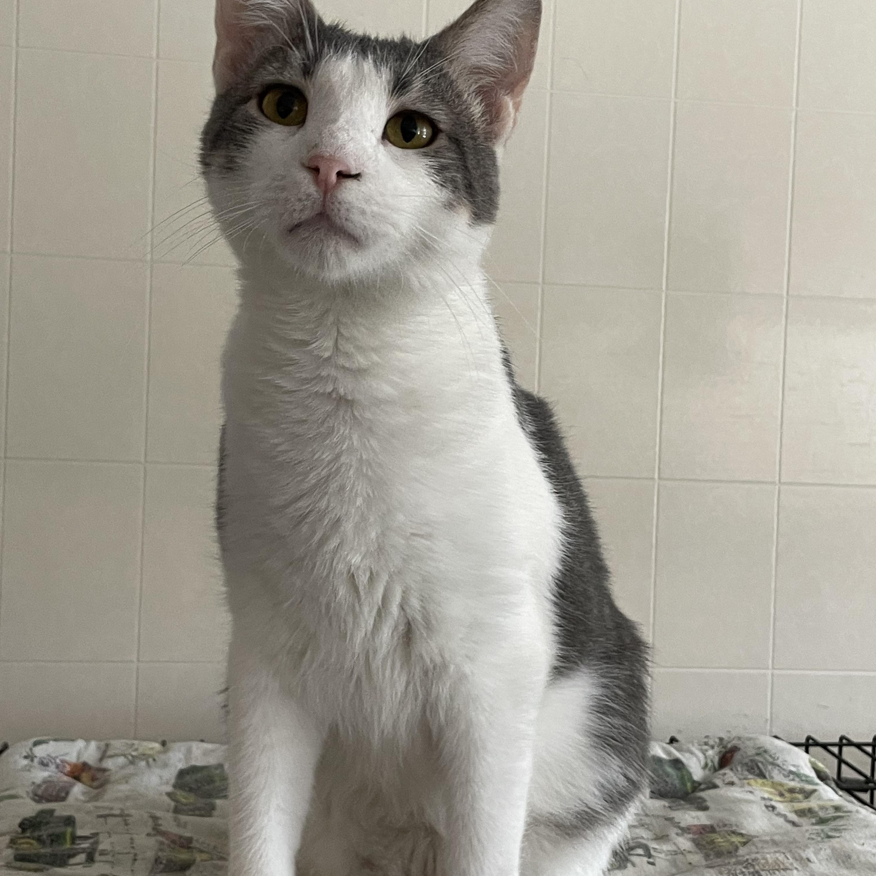 Enlarge Tippy, a Adopted mixed breed in Lacon, IL image 2/2