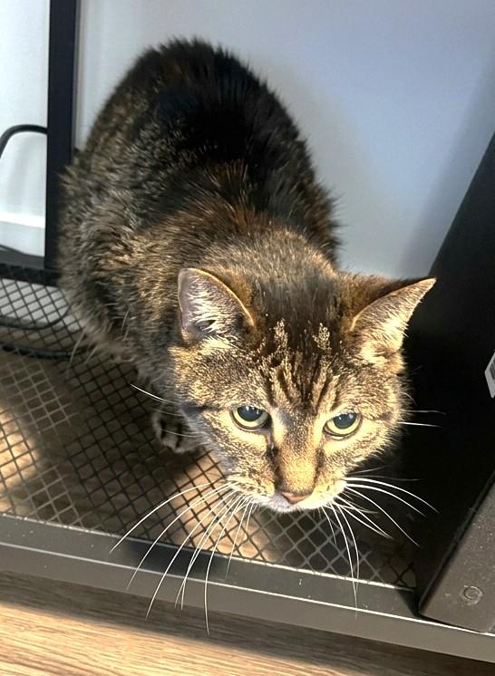 Enlarge Annie - Owner Passed - Needs New Home, a Adoptable Tabby in Stoney Creek, ON image 2/3
