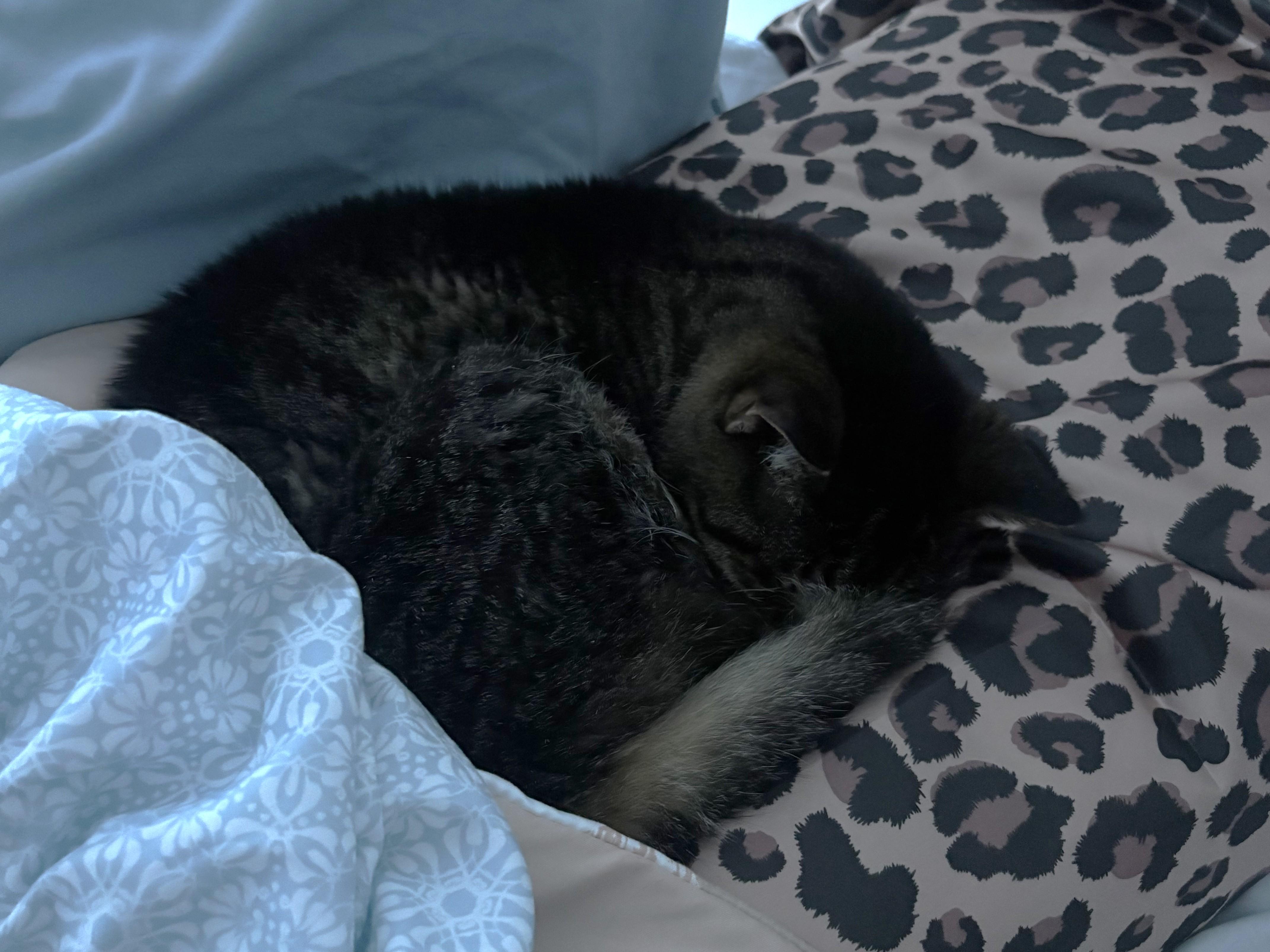 Enlarge Annie - Owner Passed - Needs New Home, a Adoptable Tabby in Stoney Creek, ON image 3/3