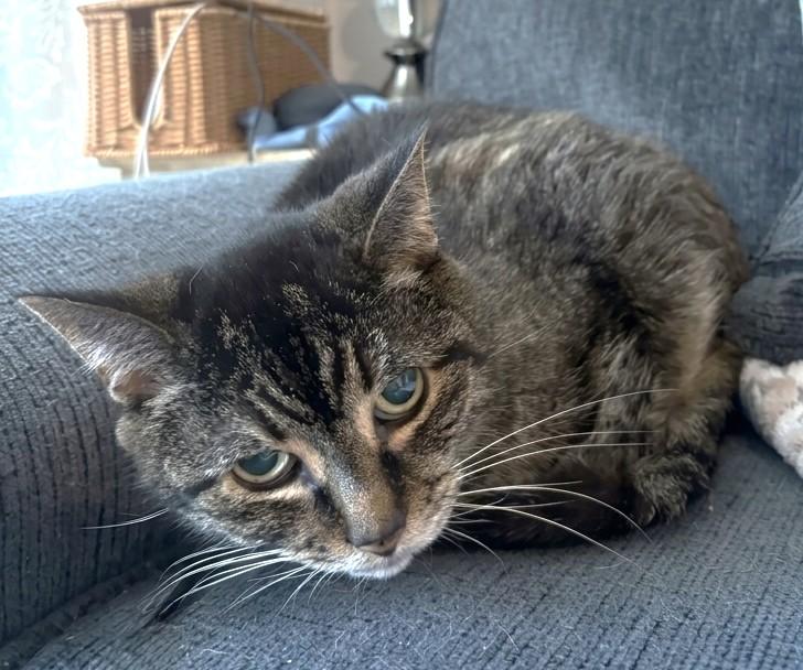 Enlarge Annie - Owner Passed - Needs New Home, a Adoptable Tabby in Stoney Creek, ON image 1/3