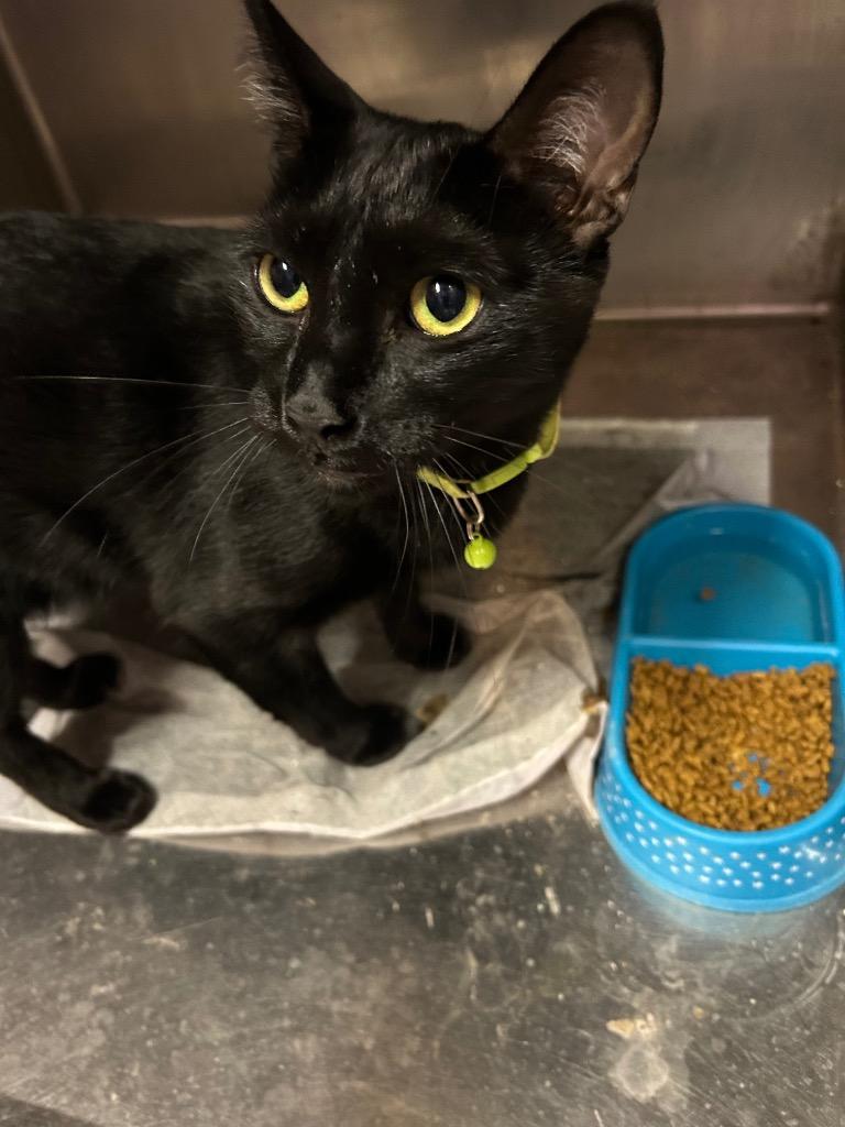 Spider, Adoptable, Young Male Domestic Short Hair.