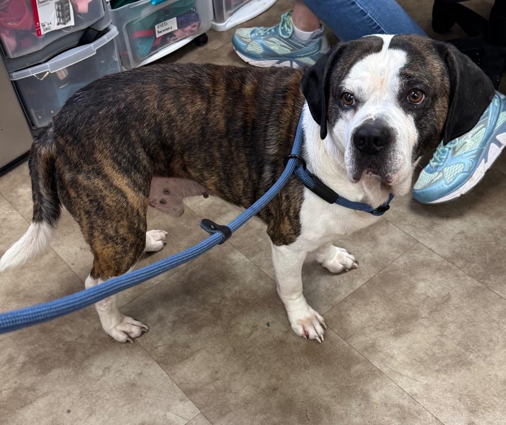Frito, Adoptable, Adult Male American Bulldog.