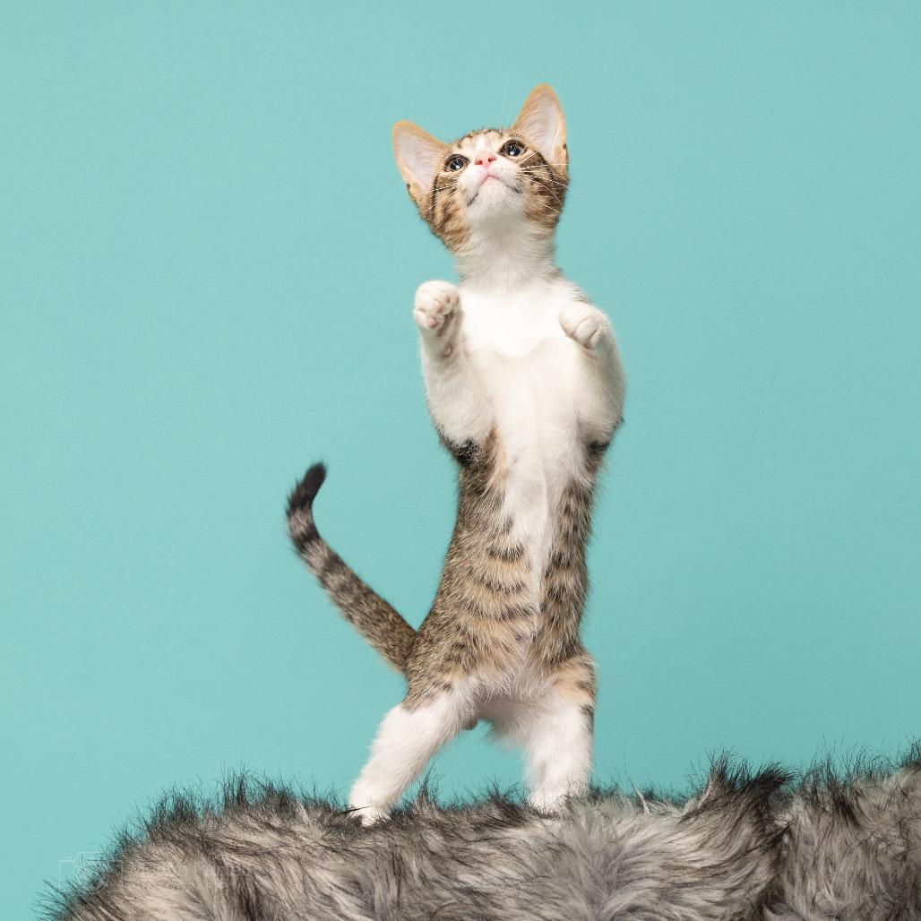 Enlarge Salem, a Adoptable Domestic Short Hair in Chantilly, VA image 1/5