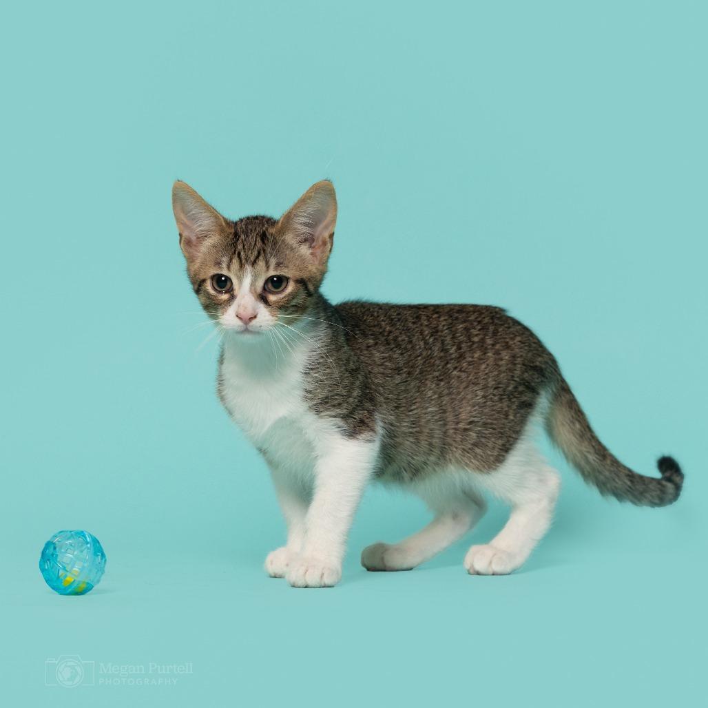Enlarge Salem, a Adoptable Domestic Short Hair in Chantilly, VA image 2/5