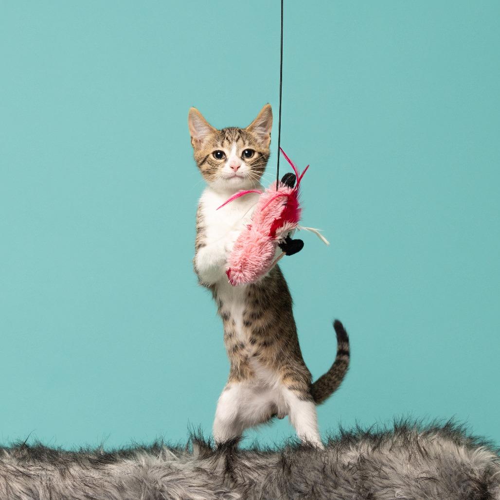 Enlarge Salem, a Adoptable Domestic Short Hair in Chantilly, VA image 3/5