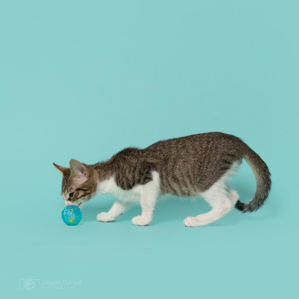 Enlarge Salem, a Adoptable Domestic Short Hair in Chantilly, VA image 4/5