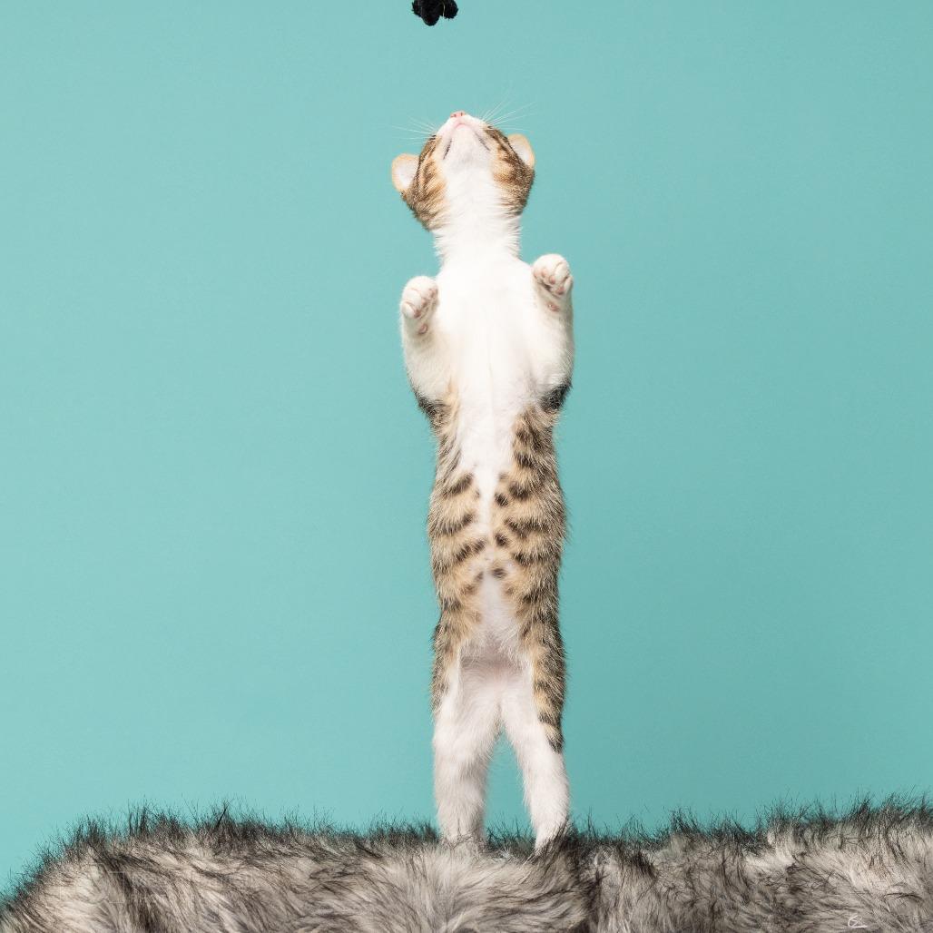 Enlarge Salem, a Adoptable Domestic Short Hair in Chantilly, VA image 5/5