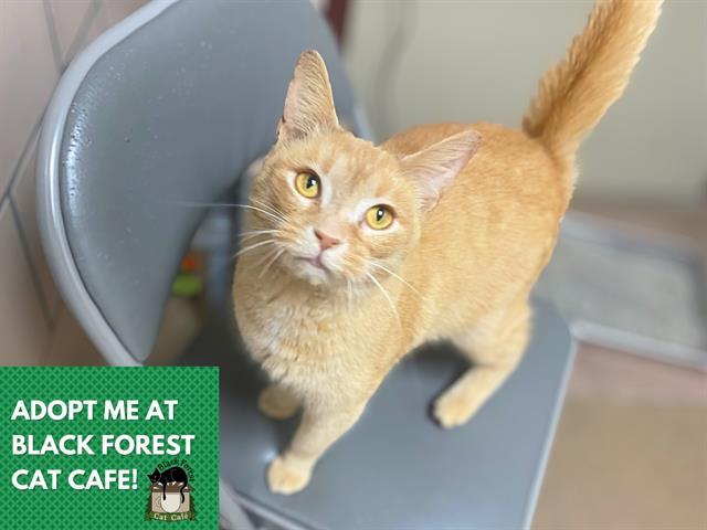 Enlarge DREAMY, a Adoptable Domestic Short Hair in Fort Wayne, IN image 1/1